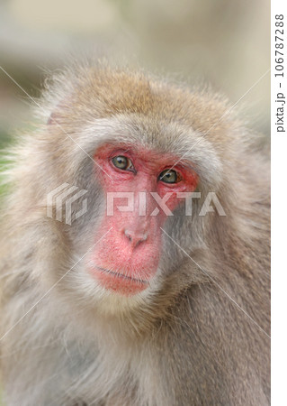 ニホンザル ニホンザル 106787288
