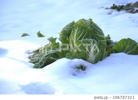 雪の中で熟成する冬の白菜 106787321