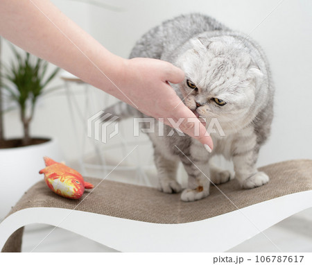Pets. cat. A beautiful gray Scottish fold cat licks the female hand of his mistress with a delicious pate. Pets. cat. A beautiful gray Scottish fold cat licks the female hand of his mistress with a delicious pate. 106787617
