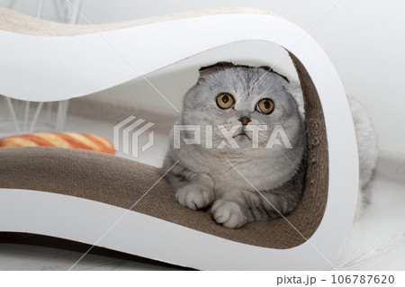 A beautiful gray Scottish fold cat sits in a claw sharpener and looks fearfully or hides from the owner in a home interior. A beautiful gray Scottish fold cat sits in a claw sharpener and looks fearfully or hides from the owner in a home interior. 106787620