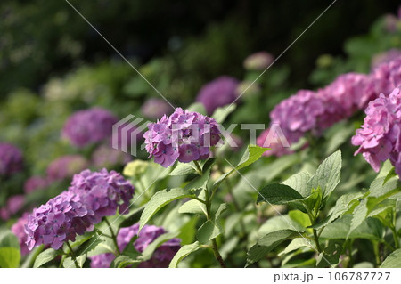 紫陽花の花のクローズアップ 106787727