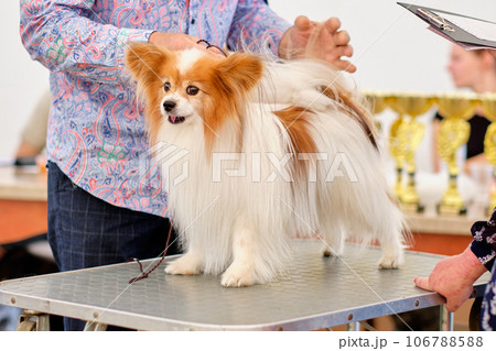 Papillon breed dog with a haircut, demonstrates his beauty to the jury 106788588