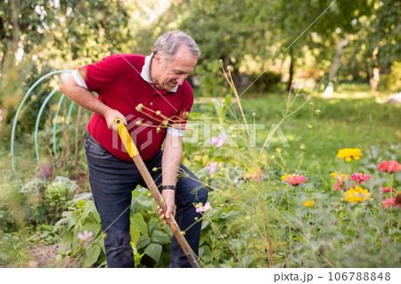 Skilled mature man tending to flower garden with shovel Skilled mature man tending to flower garden with shovel 106788848
