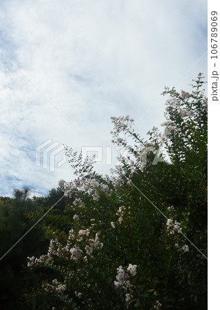 百日紅と秋の空 百日紅と秋の空 106789069