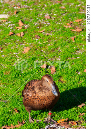Common eider (Somateria mollissima), also called St. Cuthbert's duck or Cuddy's duck on a green meadow Common eider (Somateria mollissima), also called St. Cuthbert's duck or Cuddy's duck on a green meadow 106789155