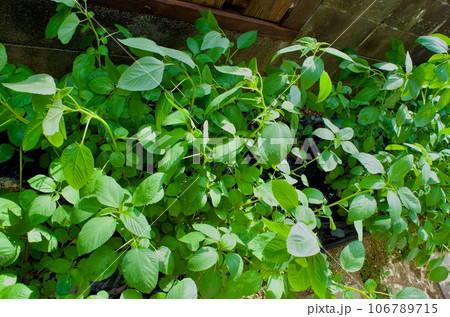家庭菜園で栽培するモロヘイヤ 106789715