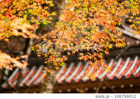 滋賀県 湖東三山の1つである永源寺の秋の紅葉を撮影 滋賀県 湖東三山の1つである永源寺の秋の紅葉を撮影 106790012