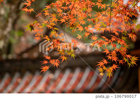 滋賀県 湖東三山の1つである永源寺の秋の紅葉を撮影 滋賀県 湖東三山の1つである永源寺の秋の紅葉を撮影 106790017
