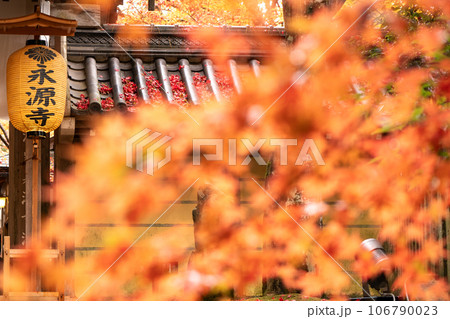 滋賀県 湖東三山の1つである永源寺の秋の紅葉を撮影 滋賀県 湖東三山の1つである永源寺の秋の紅葉を撮影 106790023