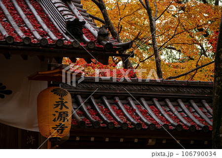 滋賀県 湖東三山の1つである永源寺の秋の紅葉を撮影 滋賀県 湖東三山の1つである永源寺の秋の紅葉を撮影 106790034