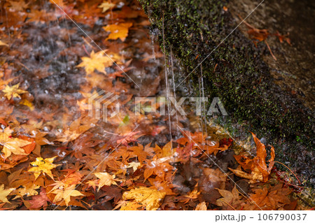 滋賀県 湖東三山の1つである永源寺の秋の紅葉を撮影 106790037