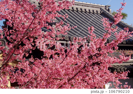 京都市左京区長徳寺のおかめ桜を撮影 106790210