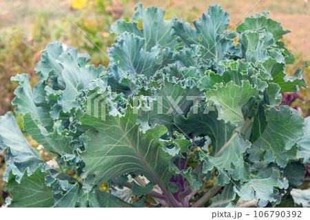 Cabbage is growing in rustic garden. Organic cabbage in farming and harvesting. Growing vegetables. Closeup 106790392