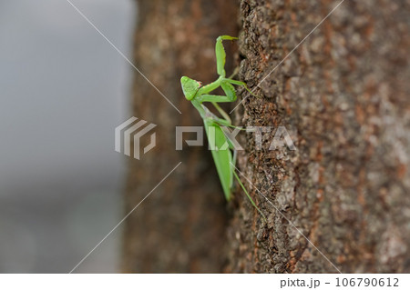木の幹にいたカマキリ 106790612
