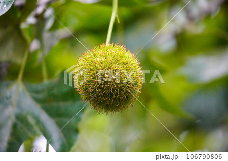 スズカケノキの実 106790806