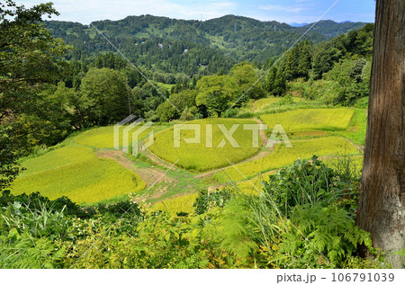 新潟県越後松代棚田郡 儀明の棚田 新潟県越後松代棚田郡 儀明の棚田 106791039