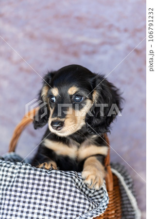 仔犬 カニンヘンダックスフンド 仔犬 カニンヘンダックスフンド 106791232