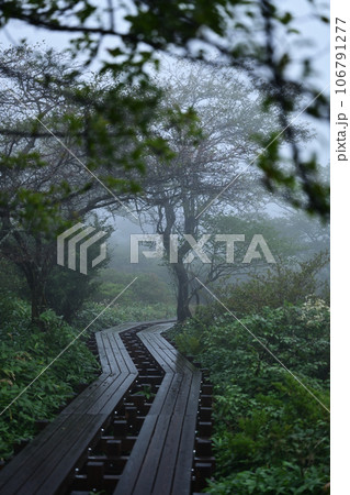 覚満淵の木道 106791277