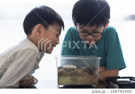 カブトムシの観察をする兄弟 カブトムシの観察をする兄弟 106791409