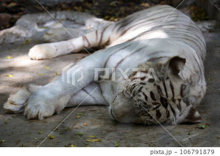 Close up white tiger is sit down and rest on floor Close up white tiger is sit down and rest on floor 106791879
