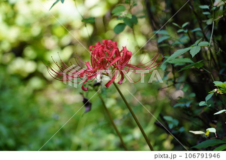 ヒガンバナ 106791946