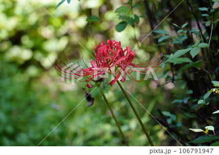 ヒガンバナ 106791947