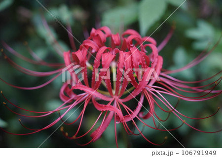 ヒガンバナ 106791949