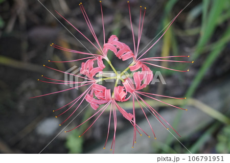 ヒガンバナ ヒガンバナ 106791951