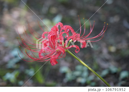 ヒガンバナ 106791952
