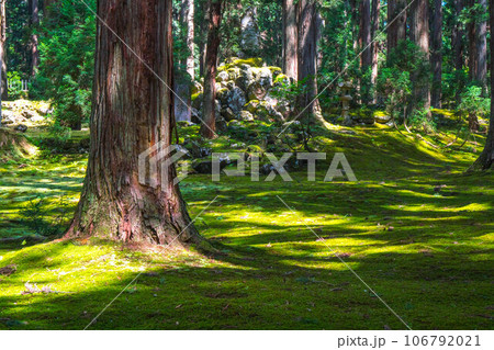 福井 平泉寺白山神社の美しい苔の庭園と夏の日差し 106792021