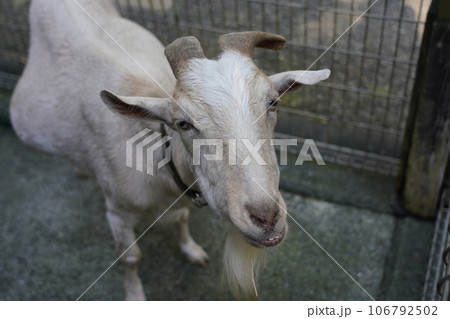 ヤギ ～相模原麻溝公園 ふれあい動物広場～ 106792502