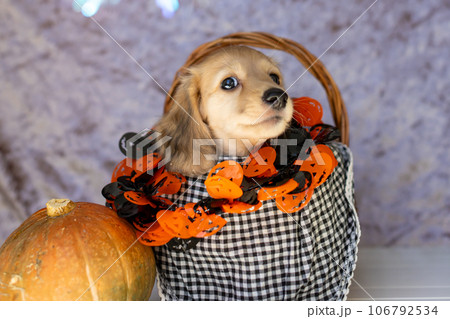 仔犬 ハロウィンを楽しむ子犬 カニンヘンダックスフンド 仔犬 ハロウィンを楽しむ子犬 カニンヘンダックスフンド 106792534