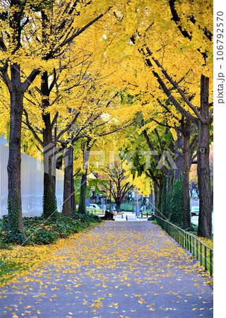 銀杏並木が続く歩道 銀杏並木が続く歩道 106792570