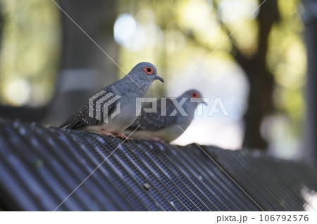 ウスユキバト ~相模原麻溝公園 ふれあい動物広場~ ウスユキバト ~相模原麻溝公園 ふれあい動物広場~ 106792576
