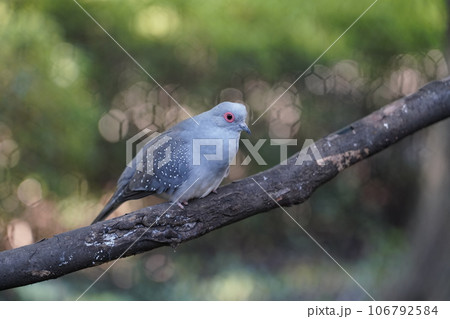 ウスユキバト ～相模原麻溝公園 ふれあい動物広場～ 106792584