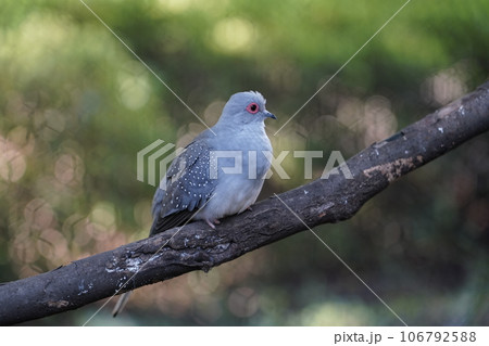 ウスユキバト ～相模原麻溝公園 ふれあい動物広場～ 106792588