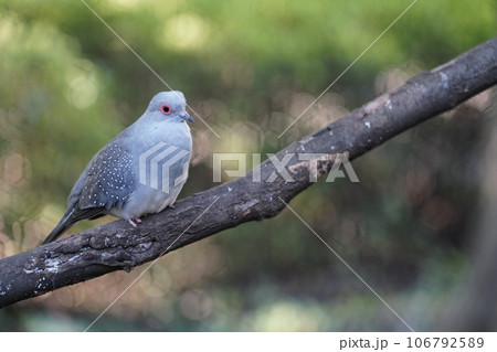 ウスユキバト ～相模原麻溝公園 ふれあい動物広場～ 106792589
