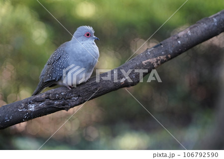 ウスユキバト ~相模原麻溝公園 ふれあい動物広場~ ウスユキバト ~相模原麻溝公園 ふれあい動物広場~ 106792590
