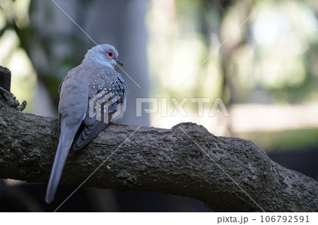 ウスユキバト ～相模原麻溝公園 ふれあい動物広場～ 106792591