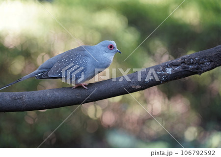 ウスユキバト ~相模原麻溝公園 ふれあい動物広場~ ウスユキバト ~相模原麻溝公園 ふれあい動物広場~ 106792592