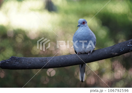 ウスユキバト ～相模原麻溝公園 ふれあい動物広場～ 106792596