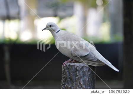 ジュズカケバト ～相模原麻溝公園 ふれあい動物広場～ 106792629