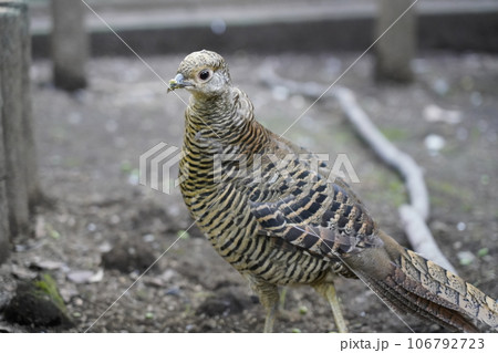メスのキンケイ ~相模原麻溝公園 ふれあい動物広場~ メスのキンケイ ~相模原麻溝公園 ふれあい動物広場~ 106792723