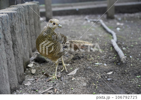メスのキンケイ ～相模原麻溝公園 ふれあい動物広場～ 106792725