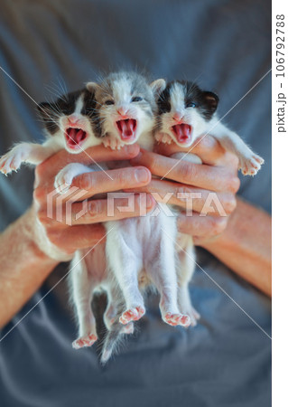 Three small kitten pets in human hand on blue background. Love and adopt pet concept. Three small kitten pets in human hand on blue background. Love and adopt pet concept. 106792788