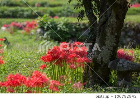 日向薬師の彼岸花 106792945