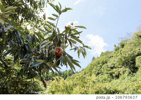 秋の味覚である実った和栗と青空 秋の味覚である実った和栗と青空 106793637