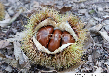秋の味覚である収穫前の和栗 106793650