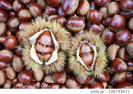 秋の味覚である沢山の和栗とイガ栗 106793671