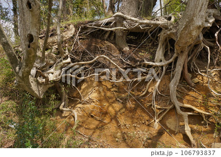 日が当たる根っこが露出した木 106793837